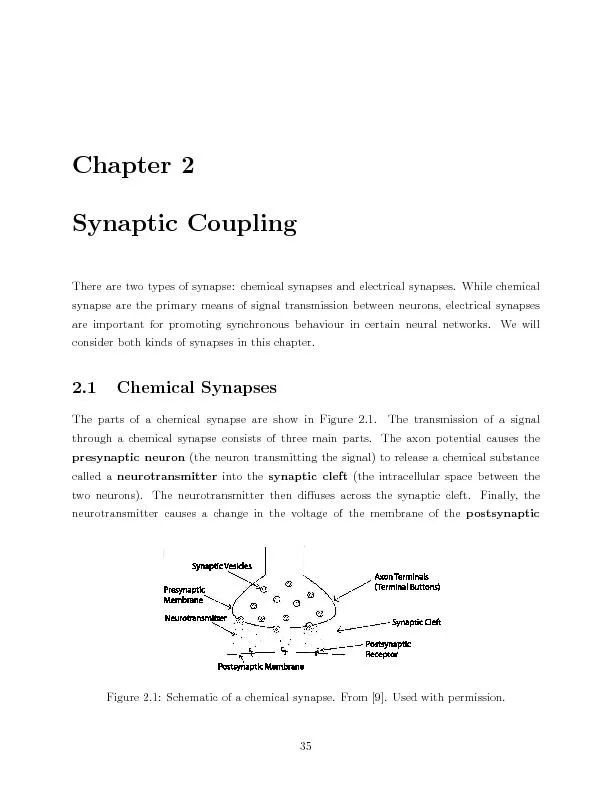 Chapter2SynapticCouplingTherearetwotypesofsynapse:chemicalsynapsesande