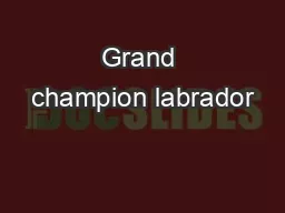 Grand champion labrador