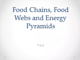 Food Chains, Food Webs and Energy Pyramids