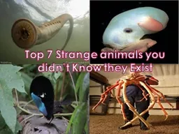 Top 7 Strange animals you didn’t Know they Exist