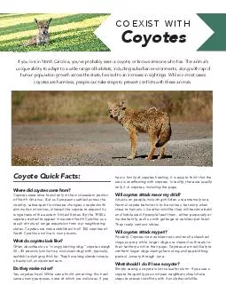 Coexisting with Coyotes If you live in North Carolina youve probably seen a coy ote or