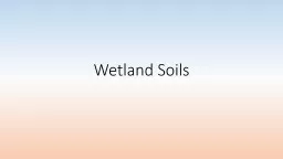 Wetland Soils