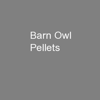 Barn Owl Pellets