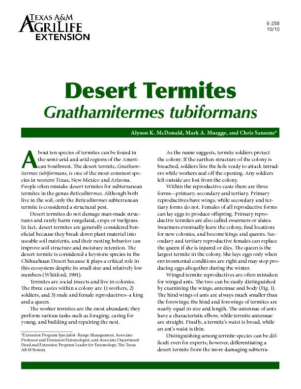Desert TermitesGnathamitermes tubiformans