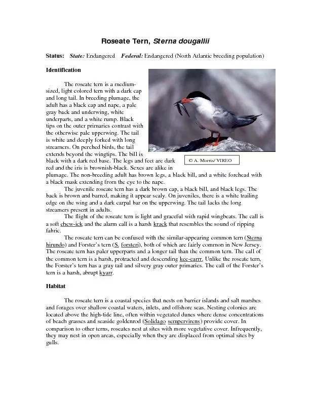 Roseate Tern, Sterna dougalliiStatus:     Endangered    Federal: Endan