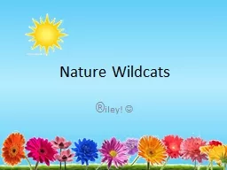 Nature Wildcats