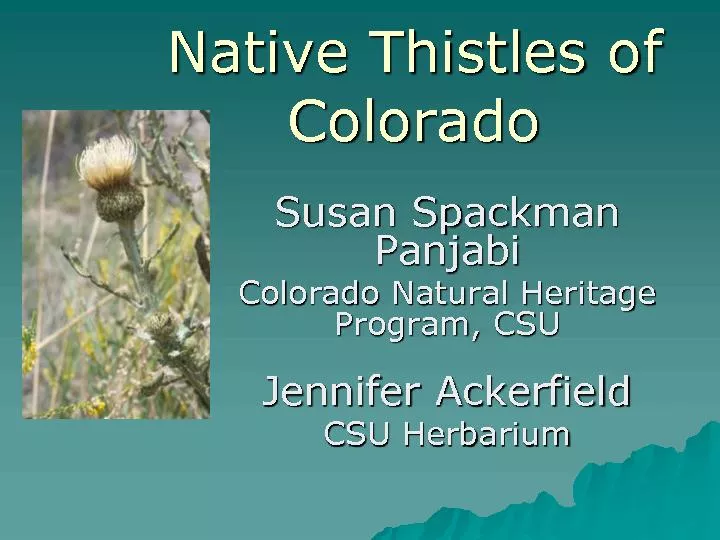 Native Thistles of