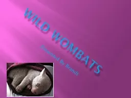 Wild wombats