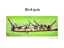 Bird quiz