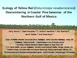 Ecology of Yellow Rail (