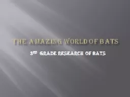 The amazing world of bats