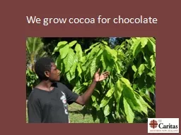 We grow cocoa for chocolate