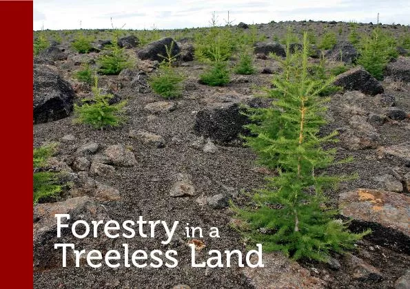 Total numbers of trees planted in Icelandic forestry