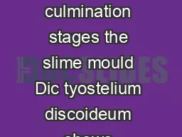 INTRODUCTION During the slug and culmination stages the slime mould Dic tyostelium discoideum