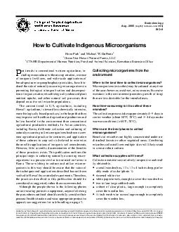How to cultivate indigenous microoorganisms