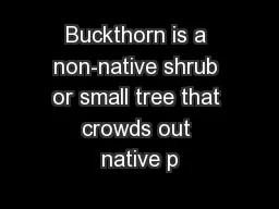 Buckthorn is a non-native shrub or small tree that crowds out native p
