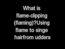 What is flame-clipping (flaming)?Using flame to singe hairfrom udders