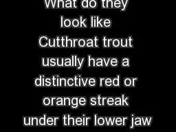 What do they look like Cutthroat trout usually have a distinctive red or orange streak