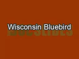 Wisconsin Bluebird
