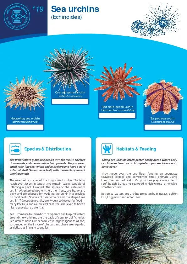Sea urchins(Echinoidea)