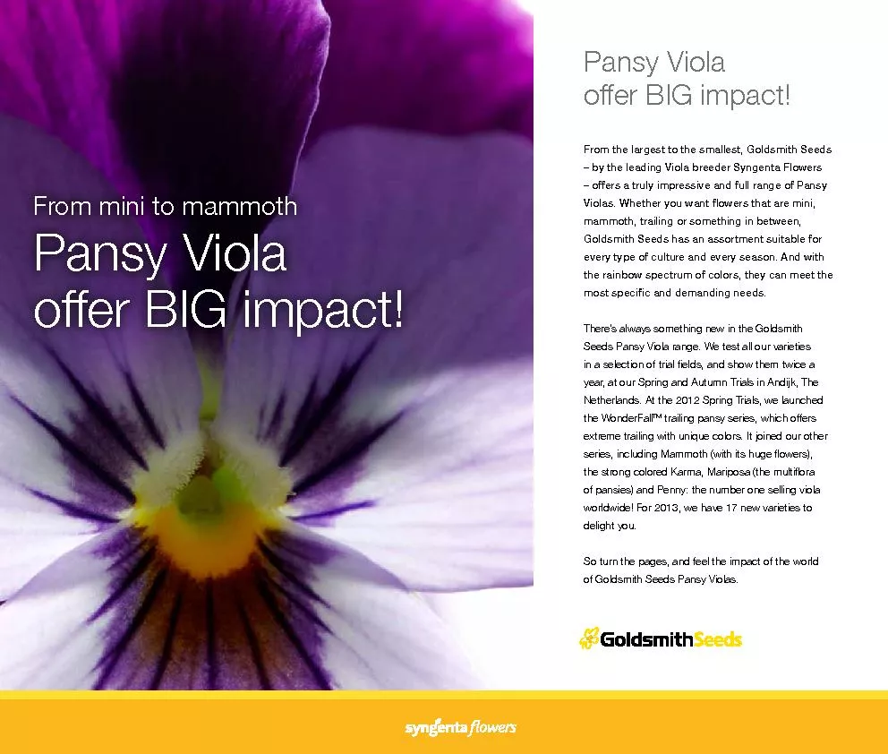 From mini to mammoth Pansy Viola offer BIG impact!