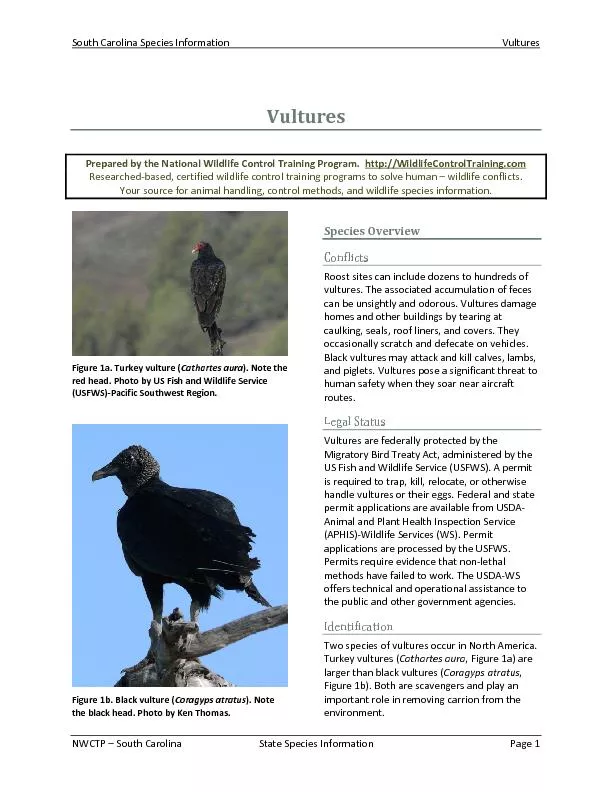 South Carolina Species InformationVulture