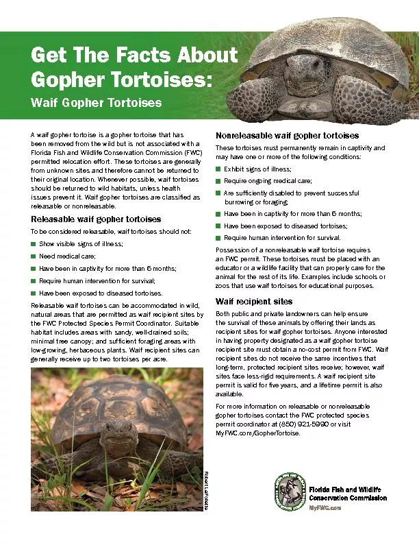 Get The Facts About Gopher Tortoises:Waif Gopher Tortoises
