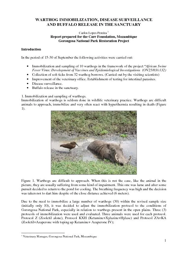 WARTHOG IMMOBILIZATION, DISEASE SURVEILLANCE  AND BUFFALO RELEASE IN T