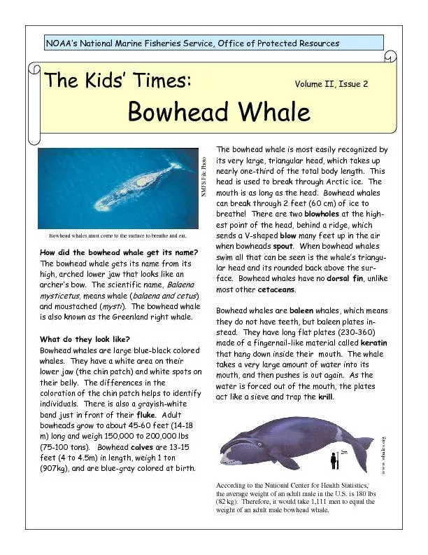 How did the bowhead whale get its name? The bowhead whale gets its nam