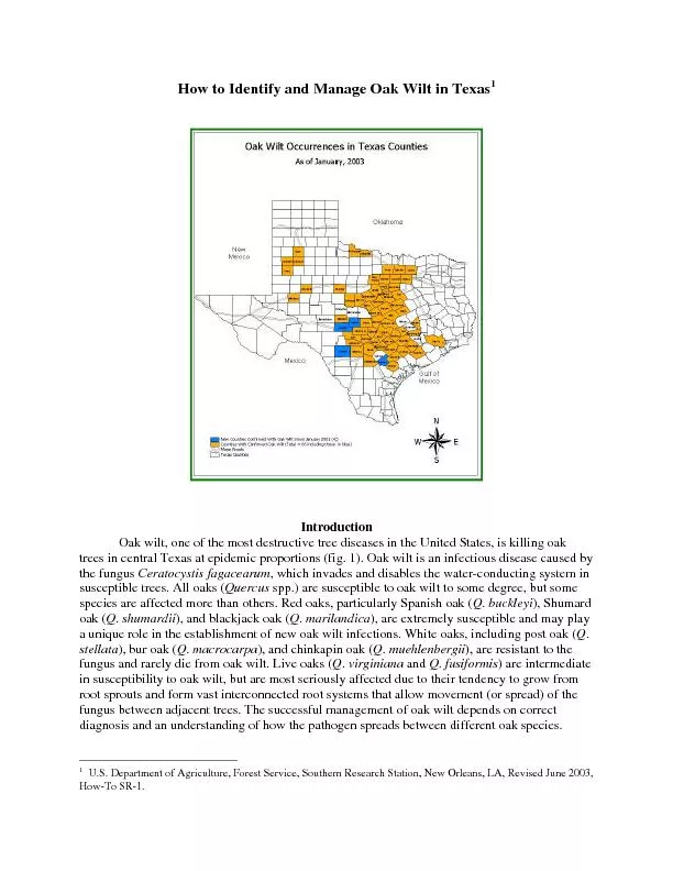 How to Identify and Manage Oak Wilt in Texas1