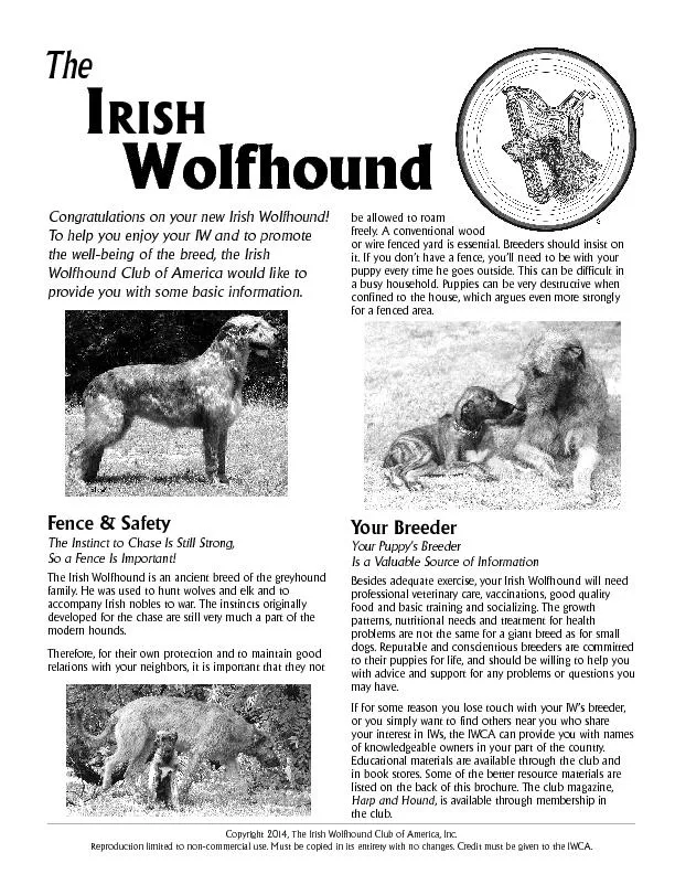 Congratulations on your new Irish Wolfhound!