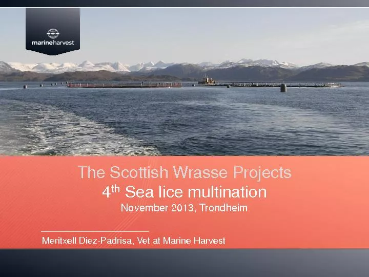 The Scottish Wrasse Projects
