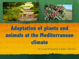 Adaptation of plants and animals at the Mediterranean clima