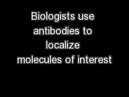 Biologists use antibodies to localize molecules of interest
