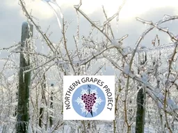 Northern Grapes Project