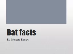 Bat facts