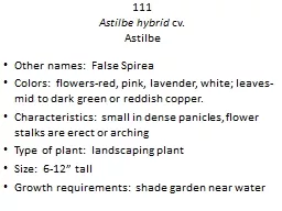 111 Astilbe hybrid