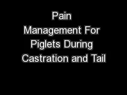 Pain Management For Piglets During Castration and Tail