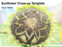 Sunflower Close-up Template