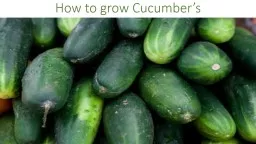 How to grow Cucumber’s