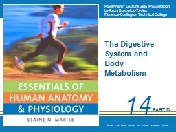 The Digestive System and Body Metabolism