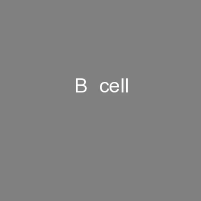 B  cell