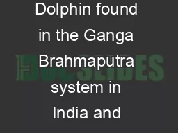South Asia Network on Dams Rivers  People ec  Damning the Dolphins Gangetic Dolphin found