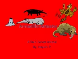 Armadillo-Anteater