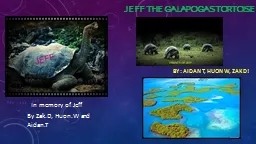 Jeff the galapogas tortoise