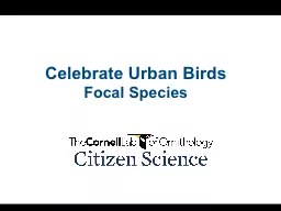 Celebrate Urban Birds