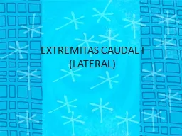 EXTREMITAS CAUDAL I