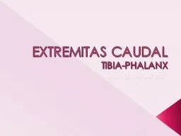 EXTREMITAS CAUDAL