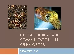 Optical Mimicry and Communication  in Cephalopods