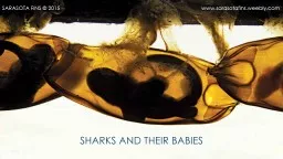 SHARKS AND THEIR BABIES